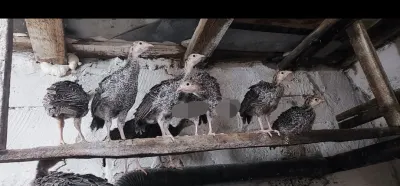 Hinduşka — Heyvanlar, Quşlar, Balıqlar, Şamaxı