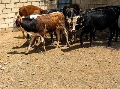 Dana — Heyvanlar, Quşlar, Balıqlar, İmişli