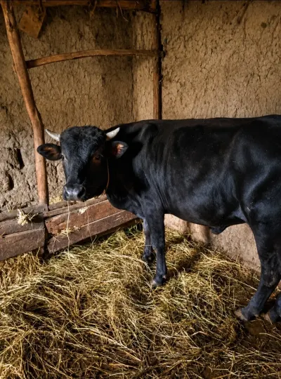 Cöngə — Heyvanlar, Quşlar, Balıqlar, Xaçmaz