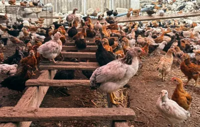 Cücə — Heyvanlar, Quşlar, Balıqlar, Gəncə