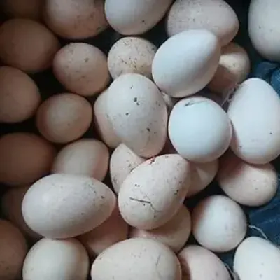 Yumurta — Heyvanlar, Quşlar, Balıqlar, Göyçay