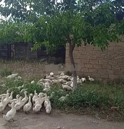 Ördək — Heyvanlar, Quşlar, Balıqlar, Gəncə