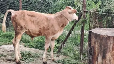 Dana — Heyvanlar, Quşlar, Balıqlar, Quba