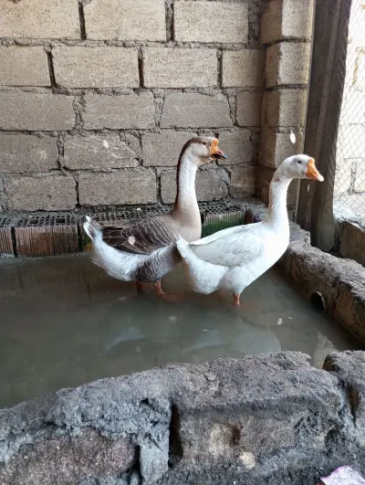 Qaz — Heyvanlar, Quşlar, Balıqlar, Gəncə