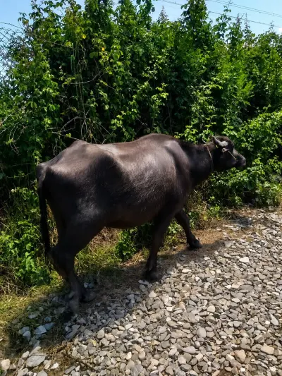 Camış — Heyvanlar, Quşlar, Balıqlar, Ağdaş