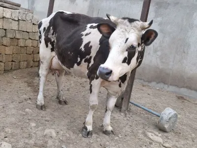 Düyə — Heyvanlar, Quşlar, Balıqlar, Bakı