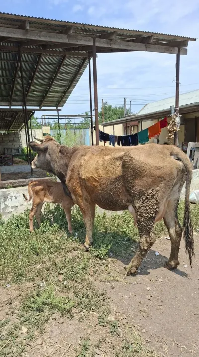 İnək — Heyvanlar, Quşlar, Balıqlar, Bakı