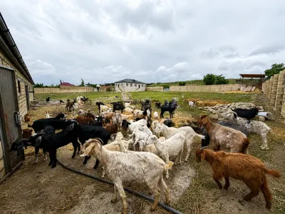 Keçi — Heyvanlar, Quşlar, Balıqlar, Şabran