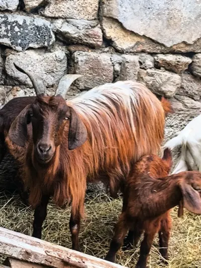 Keçi — Heyvanlar, Quşlar, Balıqlar, Bakı