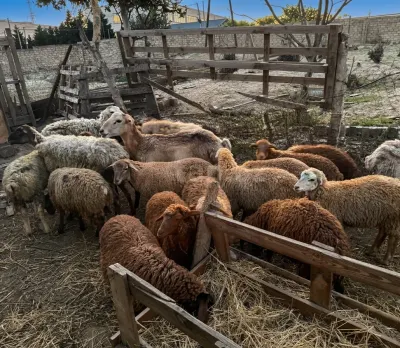 Quzu — Heyvanlar, Quşlar, Balıqlar, Bakı