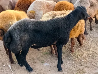 Qoyun — Heyvanlar, Quşlar, Balıqlar, Bakı