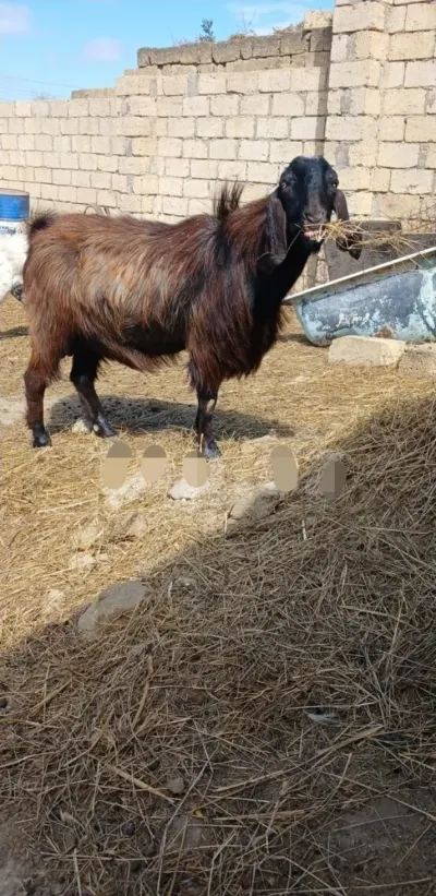 Keçi — Heyvanlar, Quşlar, Balıqlar, Bakı