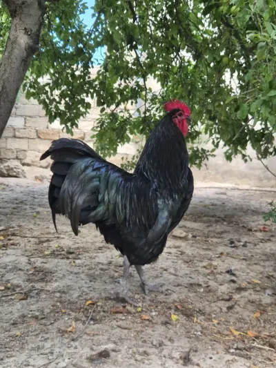 Xoruz — Heyvanlar, Quşlar, Balıqlar, Bakı