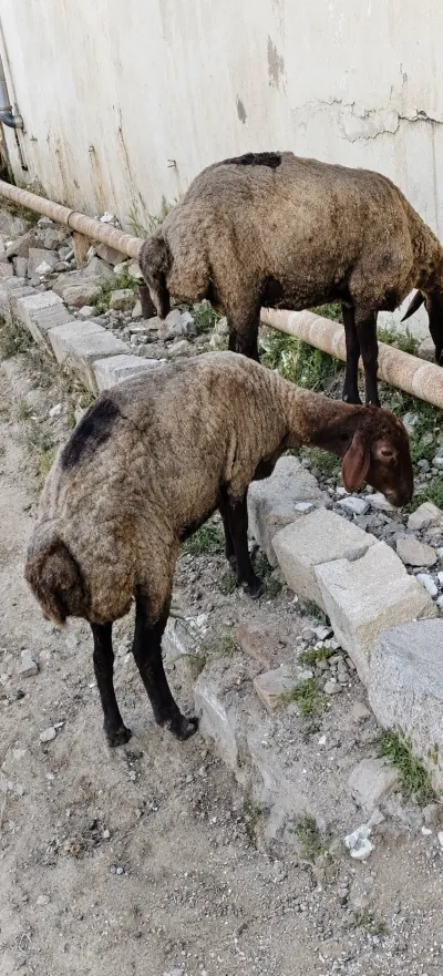 Qoyun — Heyvanlar, Quşlar, Balıqlar, Bakı