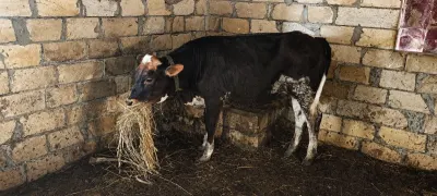 İnək — Heyvanlar, Quşlar, Balıqlar, Salyan