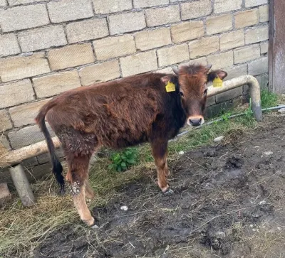 Dana — Heyvanlar, Quşlar, Balıqlar, Xaçmaz