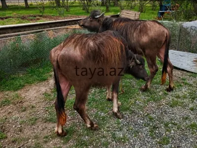 Camış — Heyvanlar, Quşlar, Balıqlar, Xaçmaz