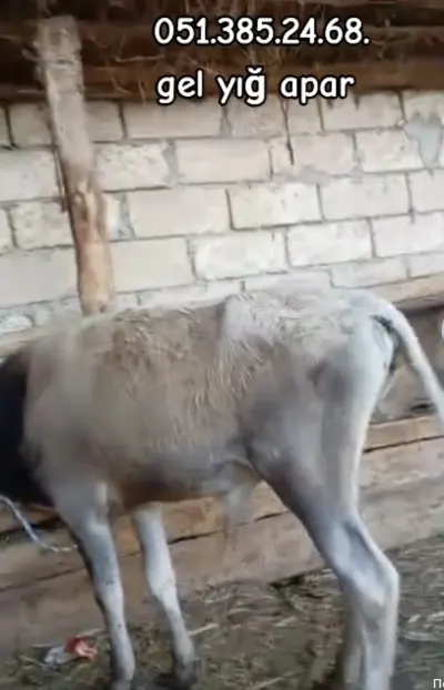 Dana — Heyvanlar, Quşlar, Balıqlar, İmişli — şəkil 4