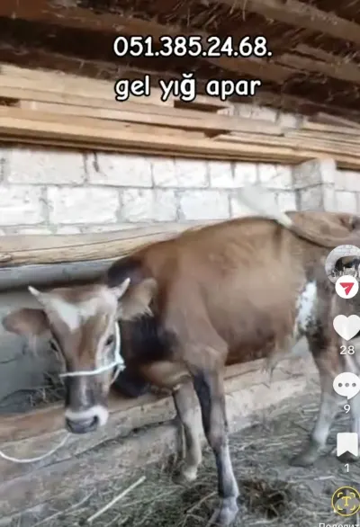 Dana — Heyvanlar, Quşlar, Balıqlar, İmişli — şəkil 2