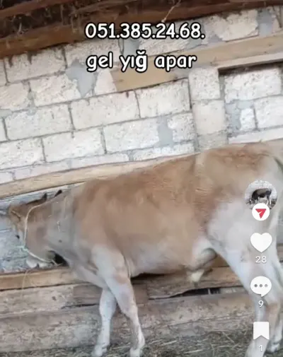 Dana — Heyvanlar, Quşlar, Balıqlar, İmişli — şəkil 3