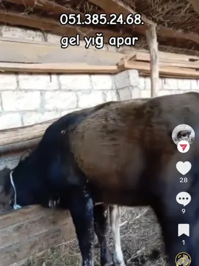 Dana — Heyvanlar, Quşlar, Balıqlar, İmişli