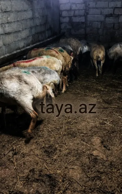 Qoyun — Heyvanlar, Quşlar, Balıqlar, Sumqayıt