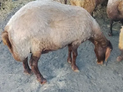 Qoyun — Heyvanlar, Quşlar, Balıqlar, Bakı