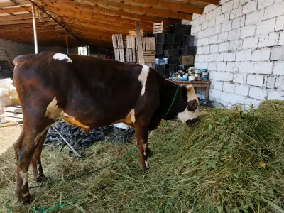 Cöngə — Heyvanlar, Quşlar, Balıqlar, Quba