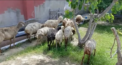 Qoyun — Heyvanlar, Quşlar, Balıqlar, Bakı