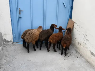 Quzu — Heyvanlar, Quşlar, Balıqlar, Bakı