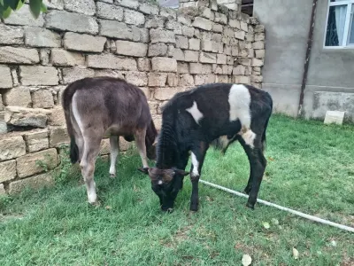Buzov — Heyvanlar, Quşlar, Balıqlar, Bakı