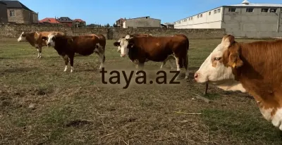İnək — Heyvanlar, Quşlar, Balıqlar, Bakı