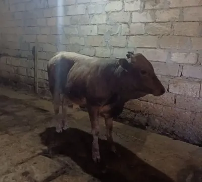 Dana — Heyvanlar, Quşlar, Balıqlar, Sumqayıt