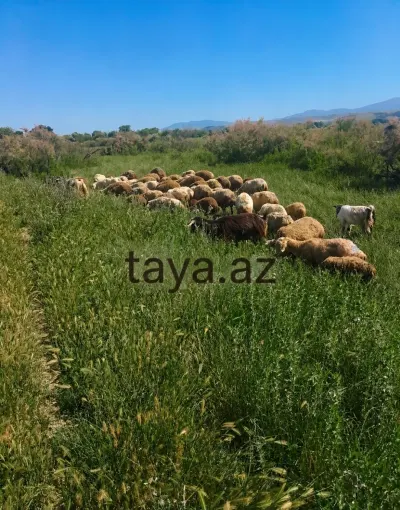 Qoyun — Heyvanlar, Quşlar, Balıqlar, Şabran