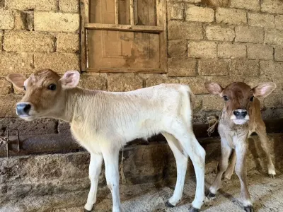 Buzov — Heyvanlar, Quşlar, Balıqlar, Bakı