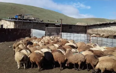 Qoyun — Heyvanlar, Quşlar, Balıqlar, Bakı
