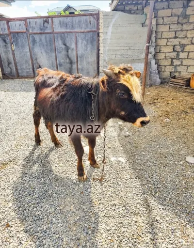 Dana — Heyvanlar, Quşlar, Balıqlar, Xaçmaz