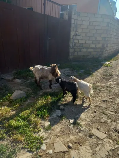 Keçi — Heyvanlar, Quşlar, Balıqlar, Bakı