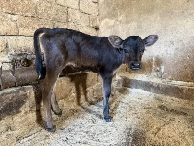 Buzov — Heyvanlar, Quşlar, Balıqlar, Bakı