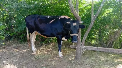 İnək — Heyvanlar, Quşlar, Balıqlar, Astara