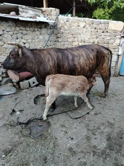 İnək — Heyvanlar, Quşlar, Balıqlar, Naxçıvan