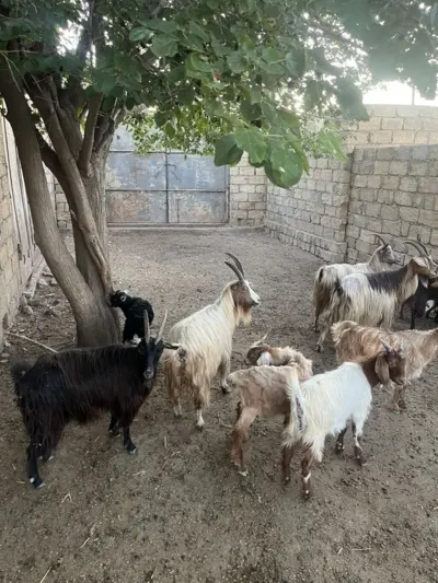 Keçi — Heyvanlar, Quşlar, Balıqlar, Bakı