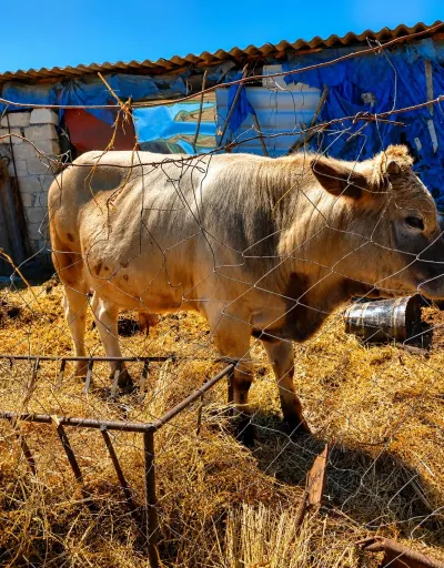 Dana — Heyvanlar, Quşlar, Balıqlar, Salyan
