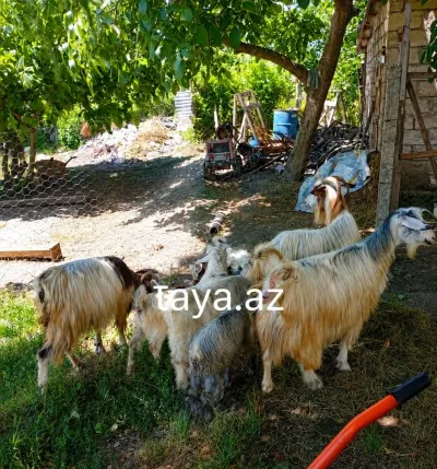 Keçi — Heyvanlar, Quşlar, Balıqlar, Şabran