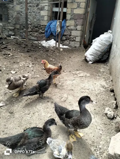 Ördək — Heyvanlar, Quşlar, Balıqlar, Gəncə