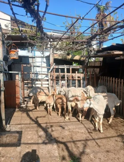 Qoyun — Heyvanlar, Quşlar, Balıqlar, Bakı