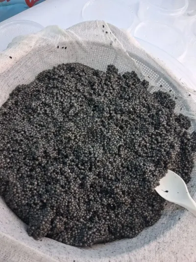 Balıq kürüsü — Heyvanlar, Quşlar, Balıqlar, Bakı