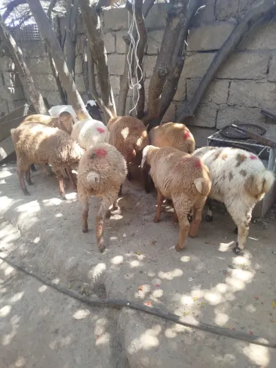 Qoyun — Heyvanlar, Quşlar, Balıqlar, Bakı