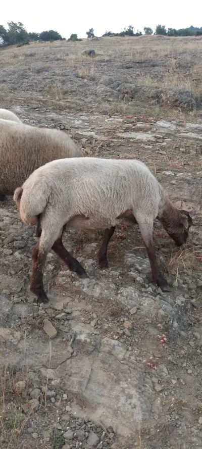 Qoç — Heyvanlar, Quşlar, Balıqlar, Bakı