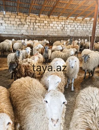 Qoyun — Heyvanlar, Quşlar, Balıqlar, Xırdalan
